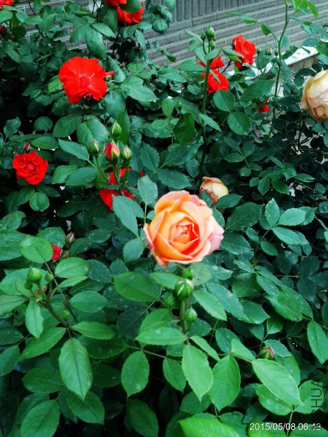 C360_2015-05-08-06-43-22-856.jpg