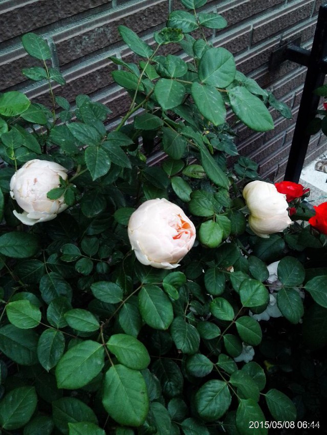 C360_2015-05-08-06-44-02-841.jpg