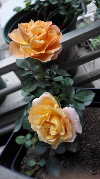 IMG_20150508_091758.jpg