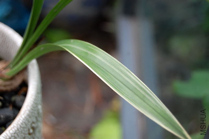 DSC_00130013.JPG