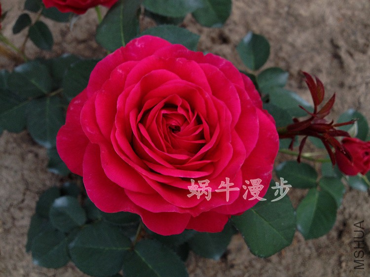 IMG_4560.jpg