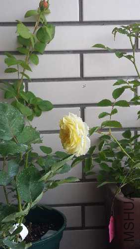 microMsg.1431049240318.jpg