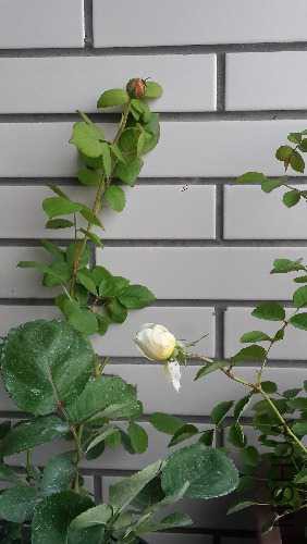 20150506_171144.jpg