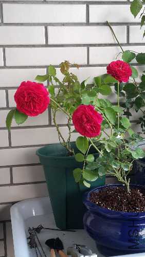 20150506_170951.jpg
