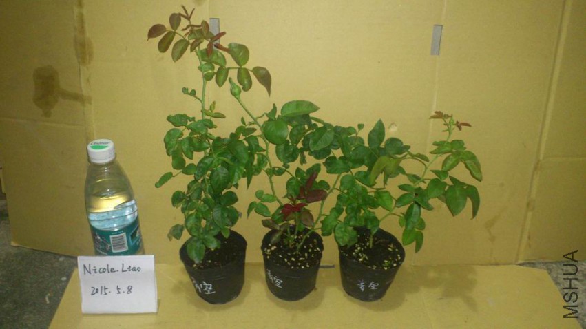 ������С DSC_1027.JPG