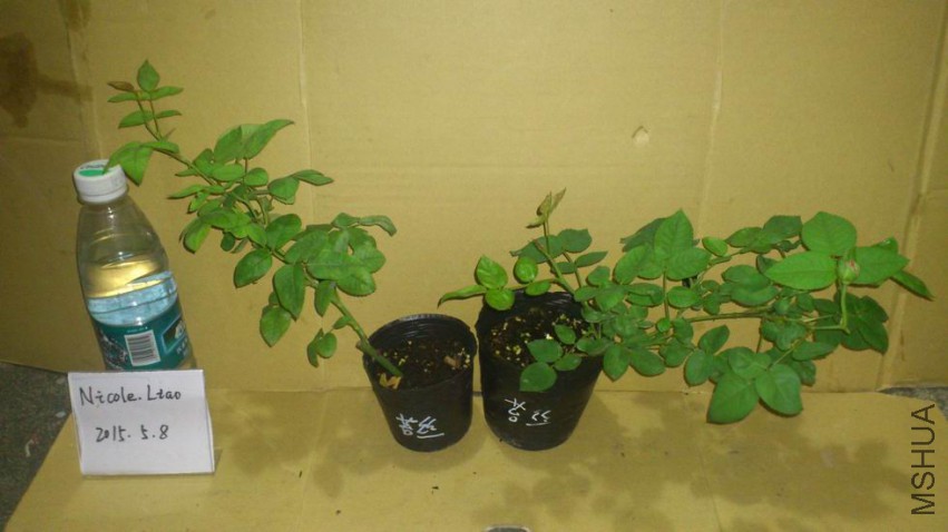 ������С DSC_1032.JPG