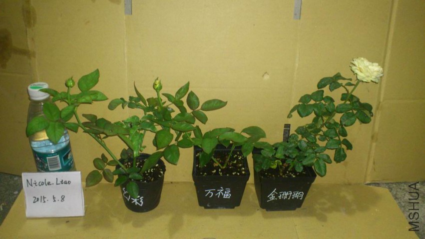 ������С DSC_1035.JPG