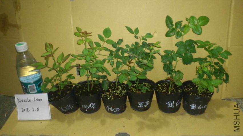 ������С DSC_1040.JPG