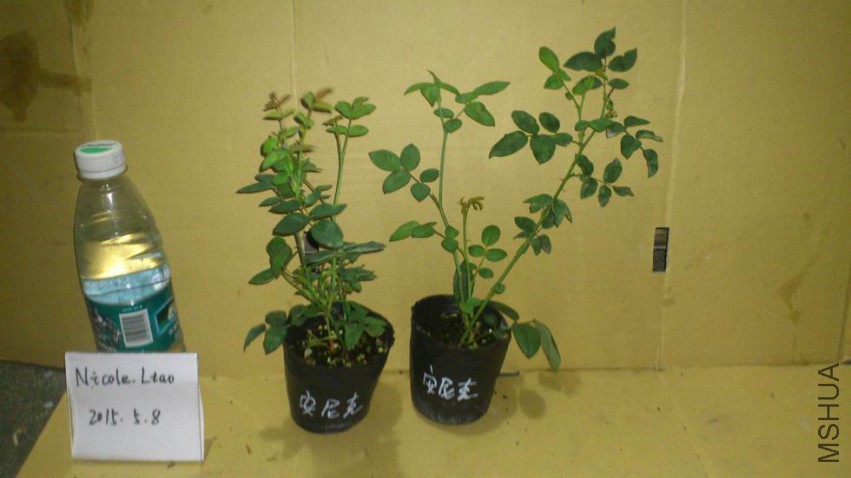 ������С DSC_1041.JPG