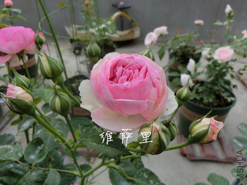 CIMG0001 (2)_����.jpg