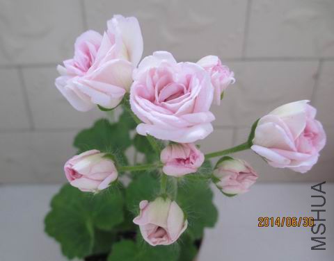 IMG_6723.JPG