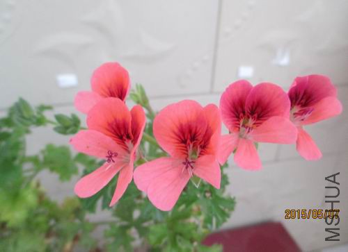 IMG_4372.JPG