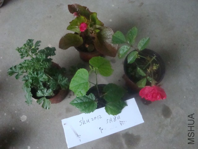 DSC06830.JPG