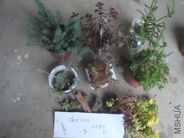 DSC06834.JPG