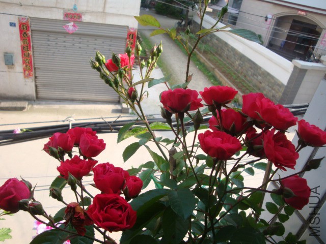 DSC05455.JPG