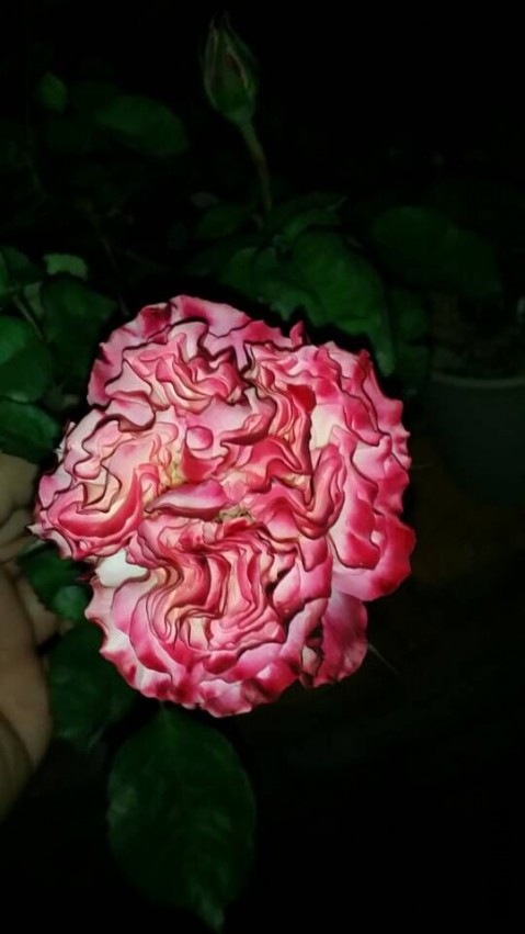QQͼƬ20150509095751.jpg