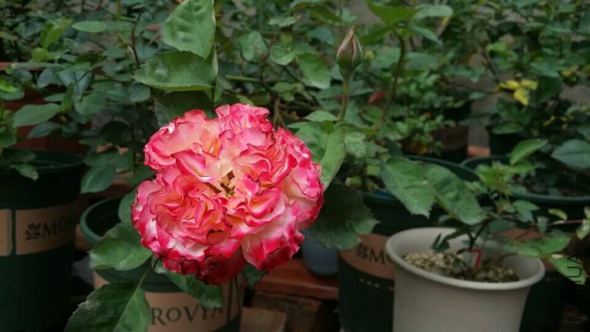 QQͼƬ20150509095753.jpg