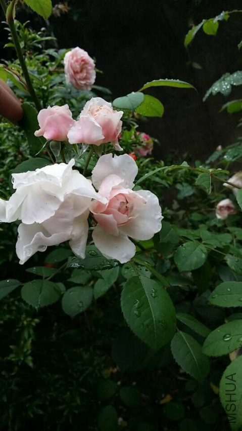 QQͼƬ20150509094857.jpg