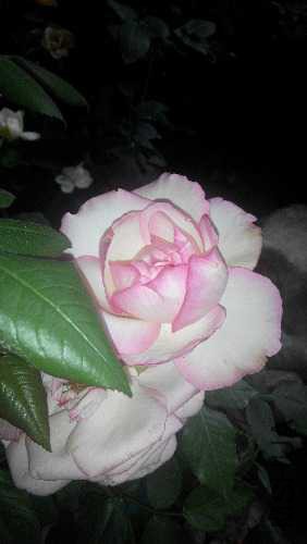 IMG_20150509_102427.jpg