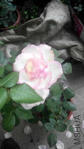 IMG_20150509_102419.jpg