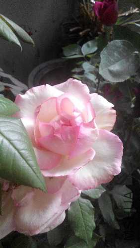 IMG_20150509_103502.jpg
