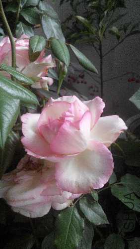 IMG_20150509_103430.jpg