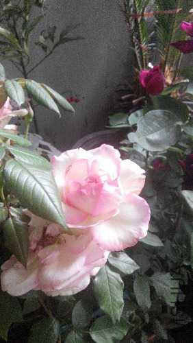 IMG_20150509_103435.jpg