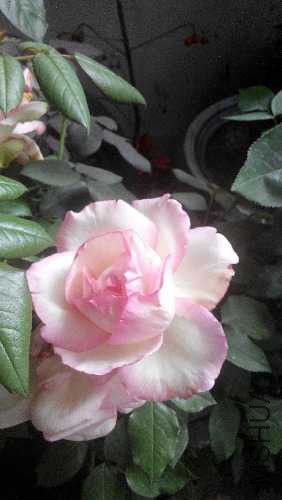 IMG_20150509_103454.jpg