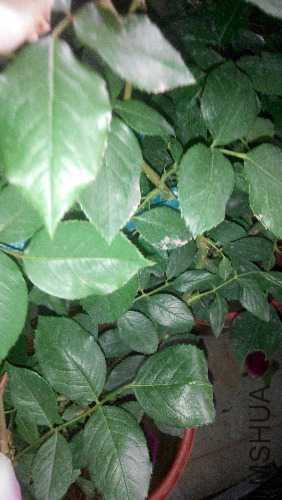 IMG_20150509_103449.jpg