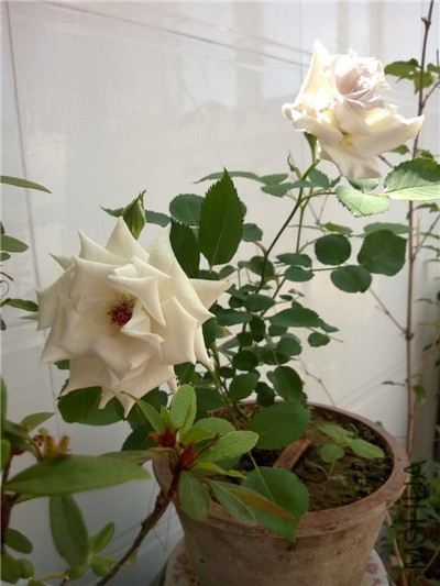 WP_20150509_003.jpg