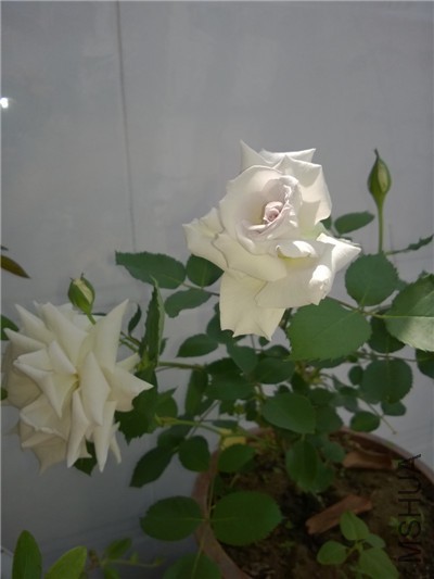 WP_20150509_001.jpg