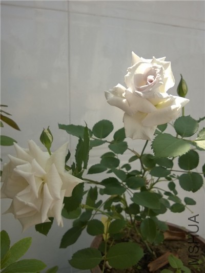 WP_20150509_002.jpg