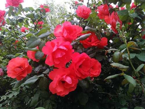 IMG_20150509_103108.jpg