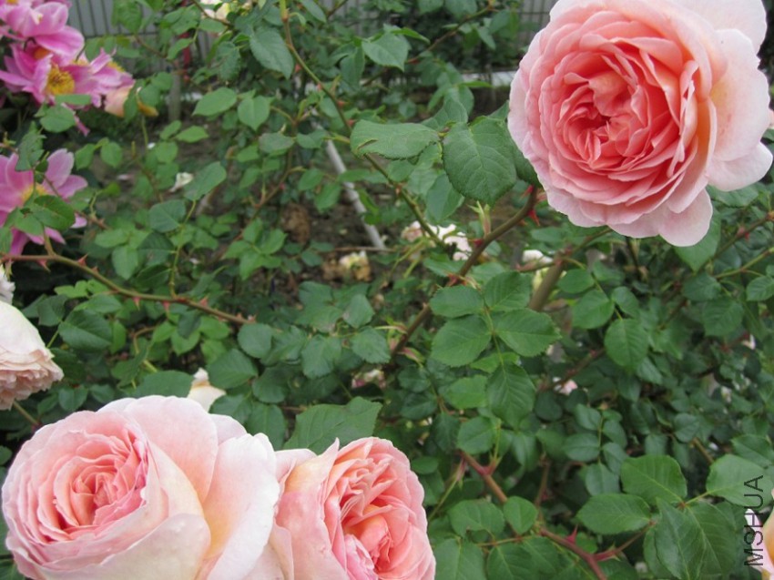 QQ��ͼ20150509105536.jpg