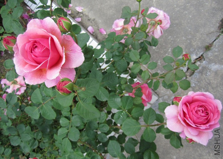 QQ��ͼ20150509105547.jpg