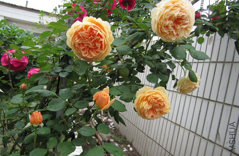 QQ��ͼ20150509105607.jpg