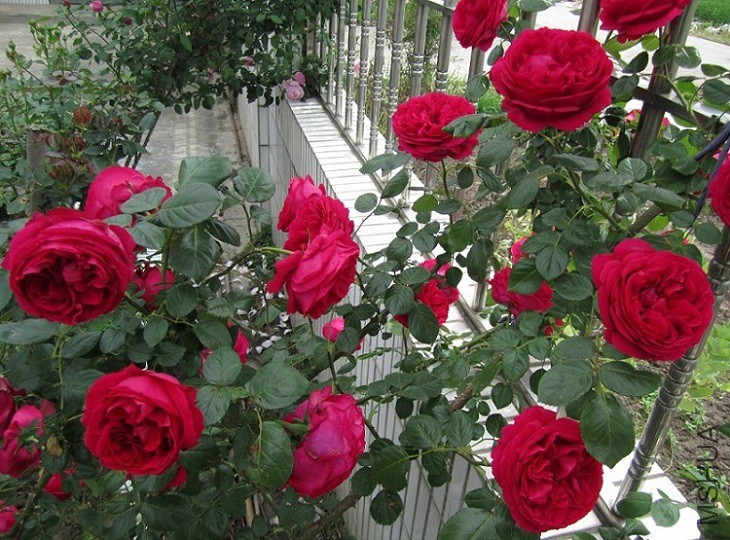 QQ��ͼ20150509105620.jpg