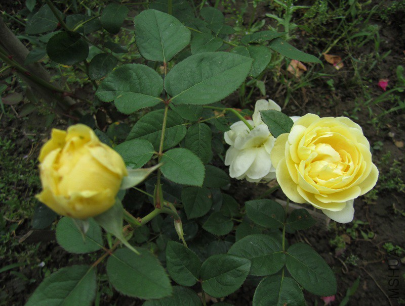 QQ��ͼ20150509105751.jpg