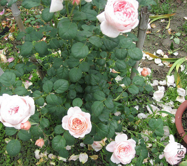 QQ��ͼ20150509105834.jpg