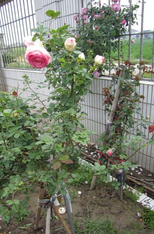 QQ��ͼ20150509105903.jpg