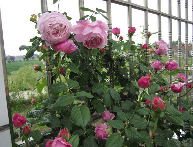 QQ��ͼ20150509105716.jpg