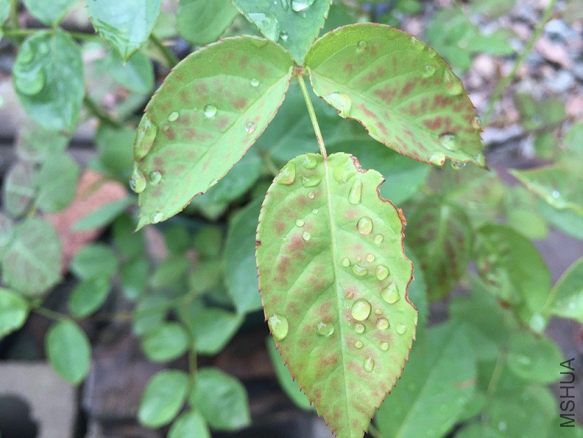 Ҷ�Ӳ�֪��ʲô���