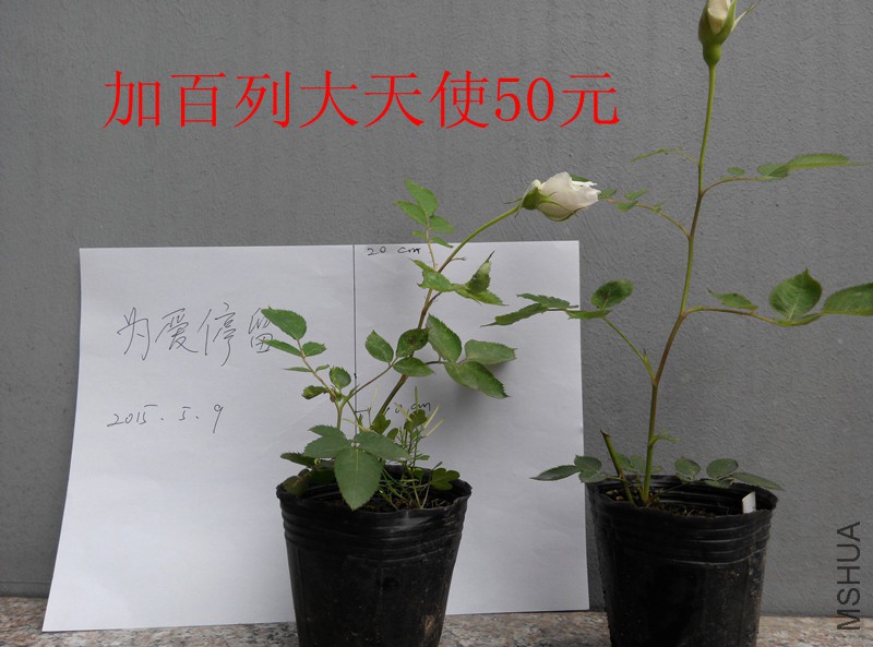 IMG_20150509_124913.jpg