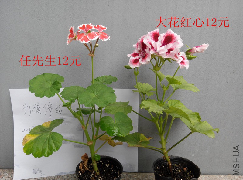 IMG_20150509_125258.jpg