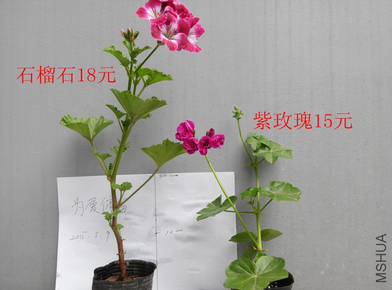 IMG_20150509_125423.jpg