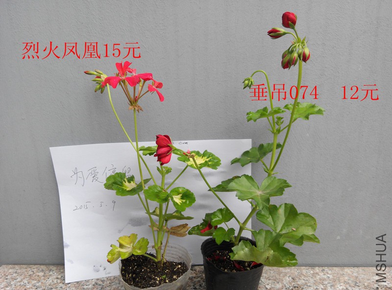 IMG_20150509_125600.jpg