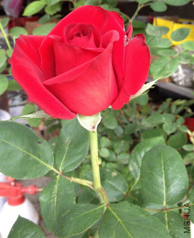 QQͼƬ20150509144942.jpg