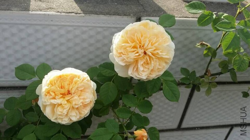 QQͼƬ20150509094943.jpg