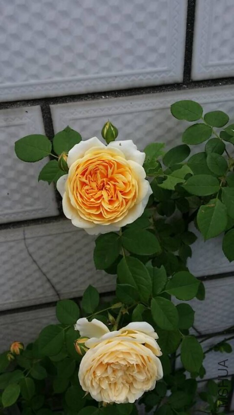 QQͼƬ20150509094929.jpg