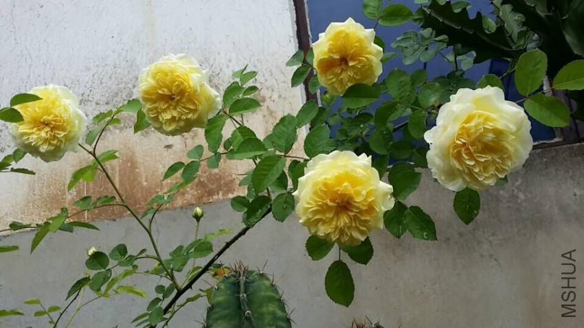 QQͼƬ20150509094923.jpg